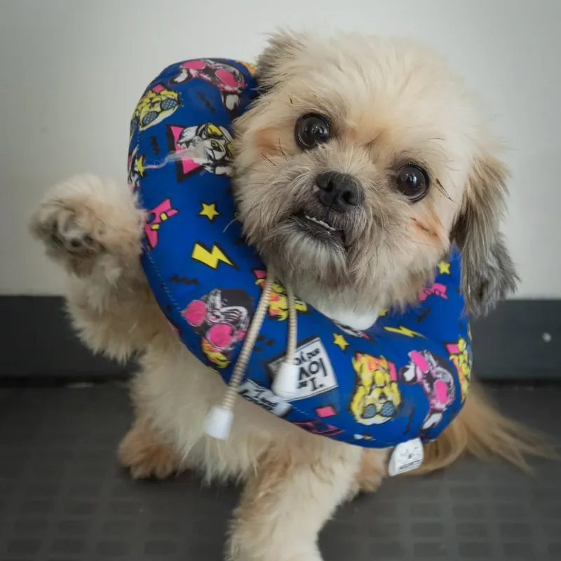 Servicio de estetica canina en centro veterinario