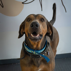 Veterinaria a domicilio evaluando un perro en casa